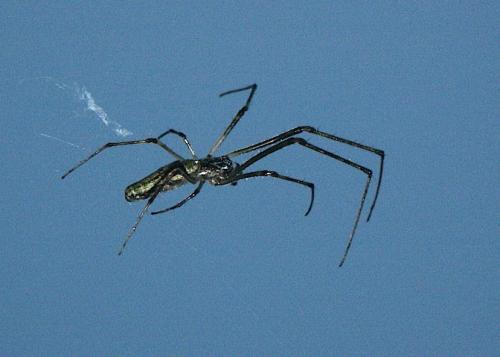 Tetragnatha sp.